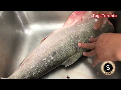 Coho Salmon | Maraming Salamat Kuya Bobet sa nabingwit mong Salmon