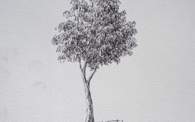Sketch Tree – 2015