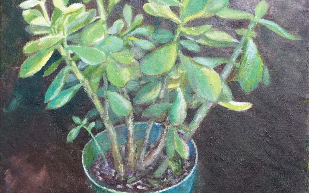 041 Crassula Ovata